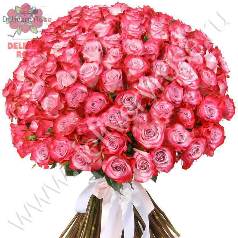 Букет из 101 розы "Дип Перпл"