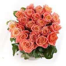 Мисс Пигги (Miss Piggi) 60 см