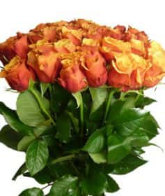 Черри Бренди (Cherry Brandy) 60 см