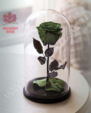 Зеленая роза в колбе 30 см