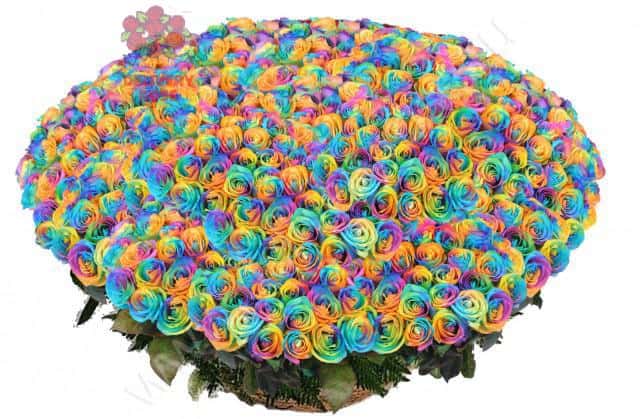 1001 радужная роза