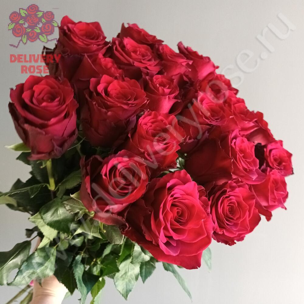 17 Красная роза, высота 1 метр