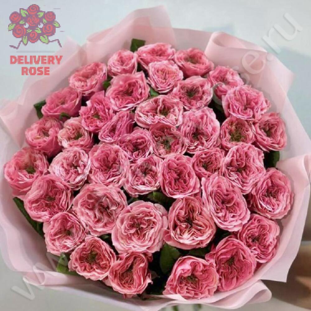 Роза «Риджентс Парк» 