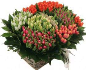 Корзина из 501 тюльпана (микс)