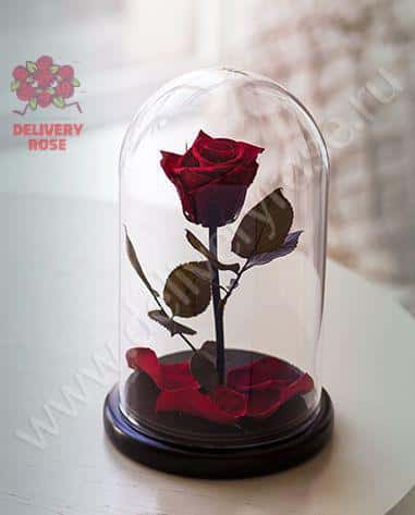 Темно-красная роза в колбе 20 см