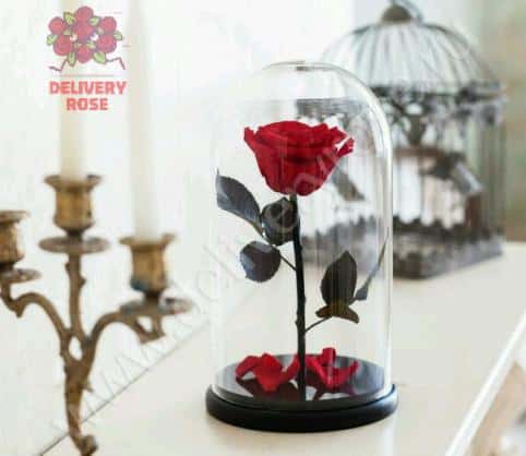 Алая роза в колбе