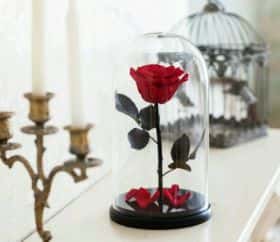 Алая роза в колбе