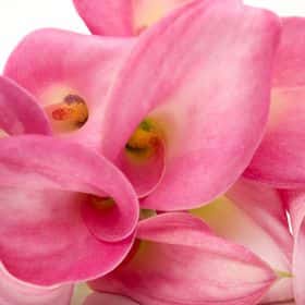 Калла розовая (от 7 шт.)