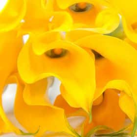 Калла желтая (от 7 шт.)