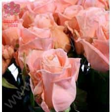 Роза Дизайр