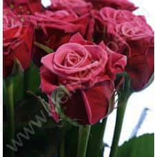 Роза Дримлайт