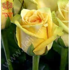 Роза Еллоу Файнес