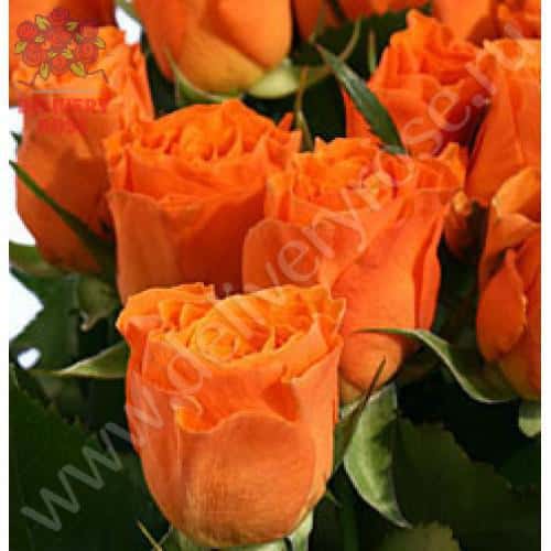 Роза Калахари