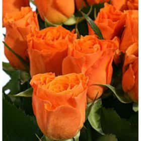 Роза Калахари