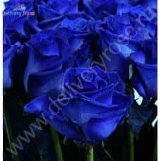 Роза Краш синий