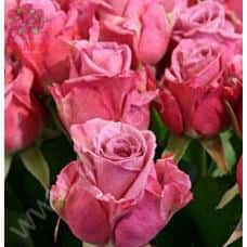 Роза Кул Уотер