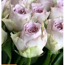 Роза Мемори Лэн