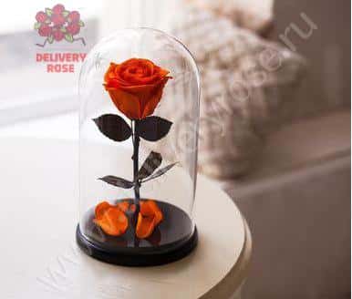 Оранжевая роза в колбе 30 см