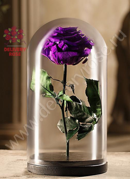 Сиреневая роза в колбе 30 см