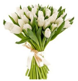 Тюльпаны белые 25 шт