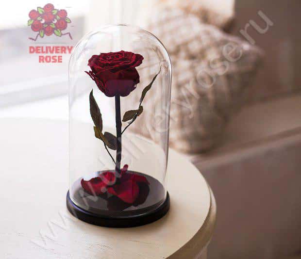 Темно-красная роза в колбе 30 см