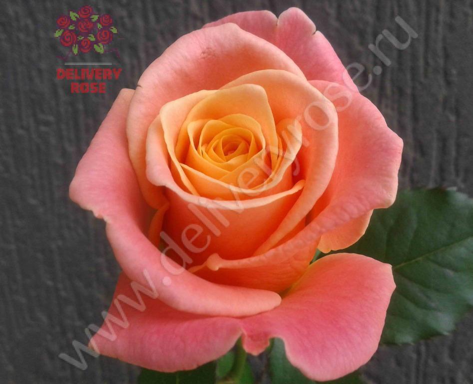 Роза "Мисс Пигги"