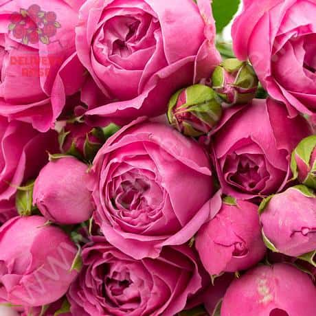 Роза кустовая Мисти Баблз (от 9 шт.)