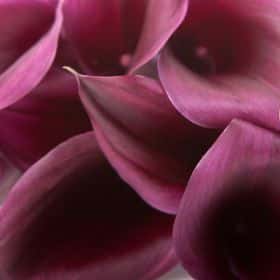 Калла цвета баклажан (от 7 шт.)