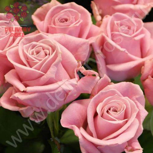 Кеано (Keano) 60 см