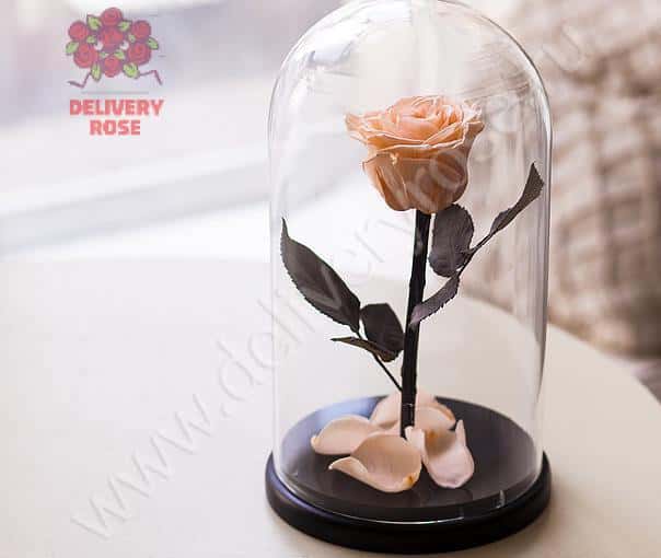 Кремовая роза в колбе 30 см