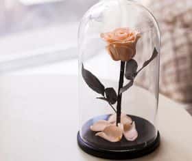 Кремовая роза в колбе 30 см