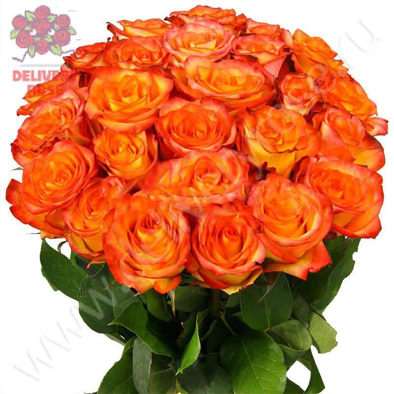 Букет из 25 роз "Хайт Интенз"