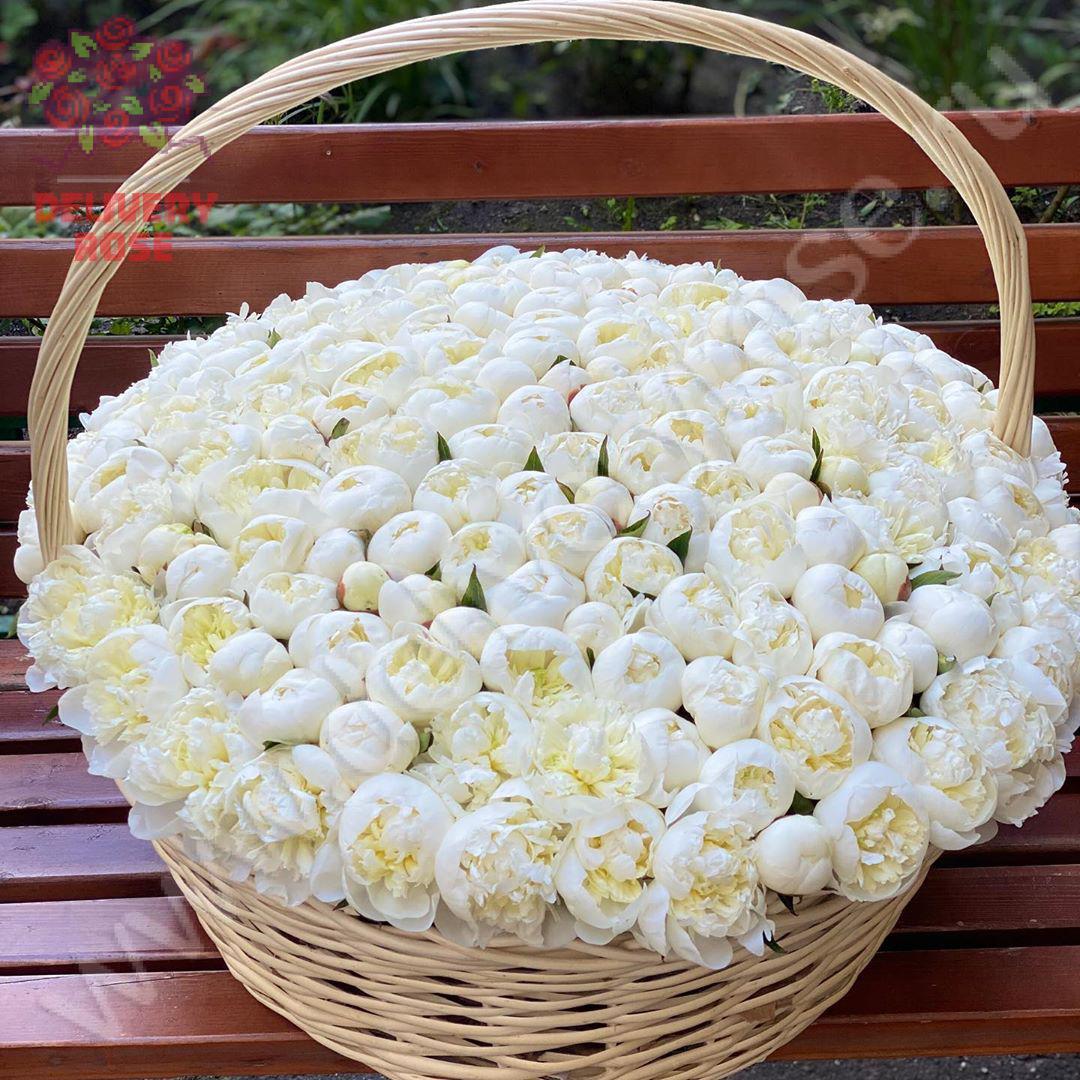 Роскошная корзина из 201 штуки белоснежных пионов